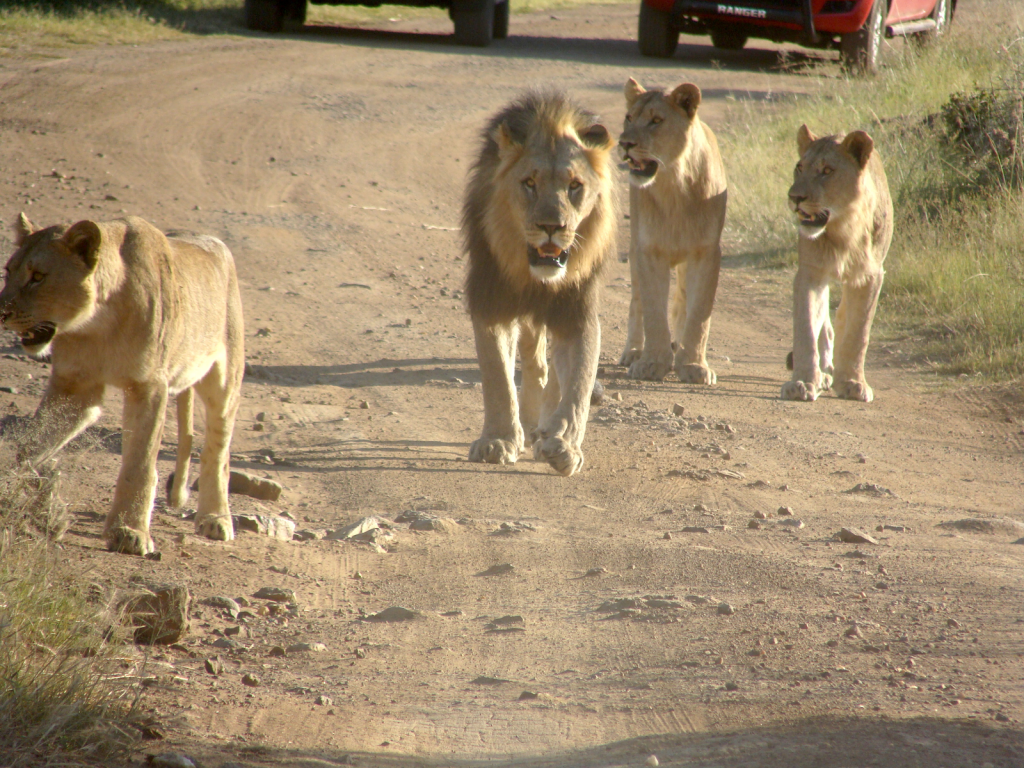 Caption: Lions at Pilanesberg National Park in South Africa.