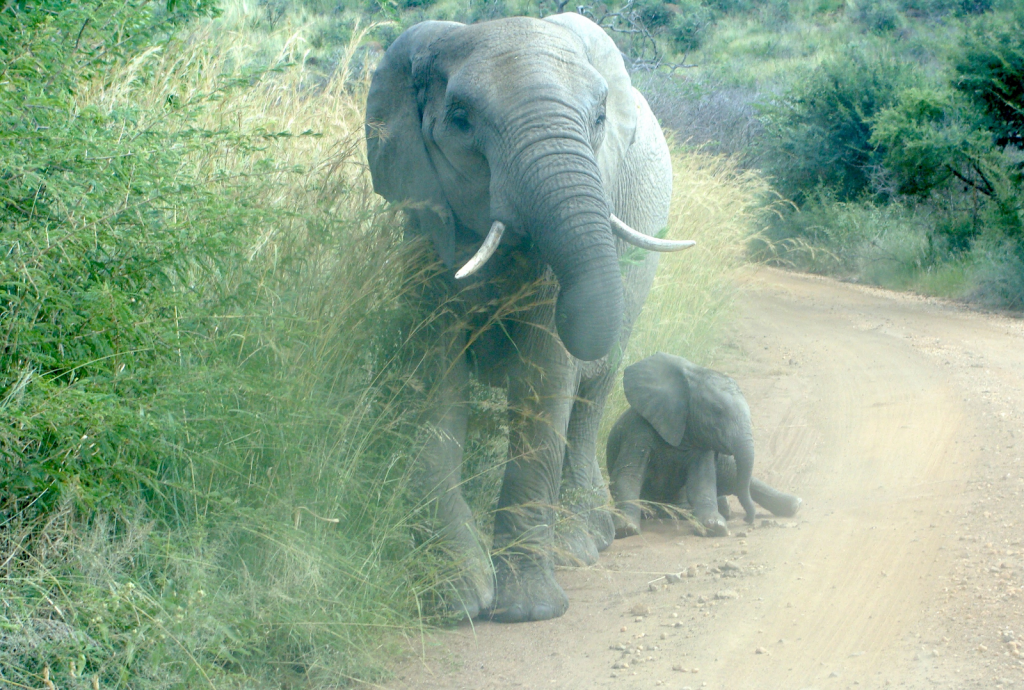 Caption: A mother and baby elephant in Pilanesberg National Park.