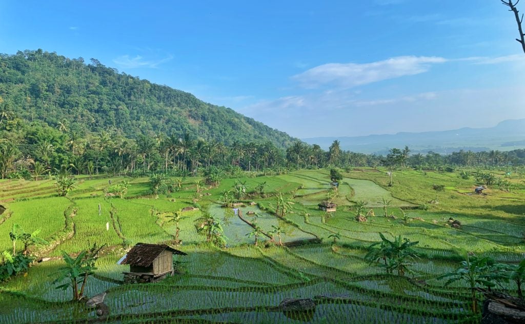 Scene of Indonesia rice paddies